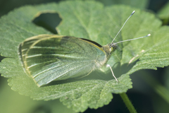 Pieris brassicae