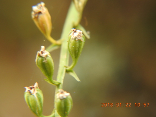 Image of Bhutan Widelip Orchid (Liparis bootanensis) by (c) fagushayata, some rights reserved (CC BY-SA)