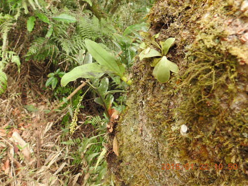 Image of Liparis elliptica by (c) fagushayata, some rights reserved (CC BY-SA)