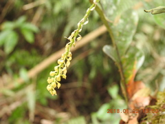 Liparis elliptica