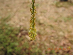 Liparis elliptica