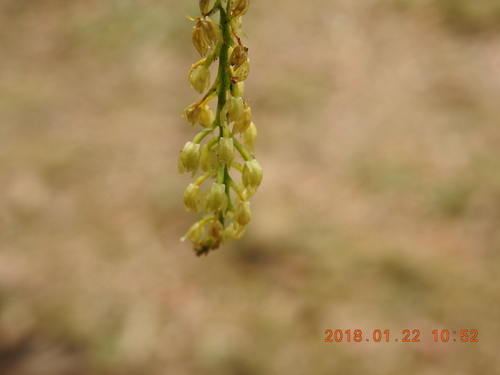 Image of Liparis elliptica by (c) fagushayata, some rights reserved (CC BY-SA)
