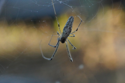 Elongate Stilt Spider photo 2