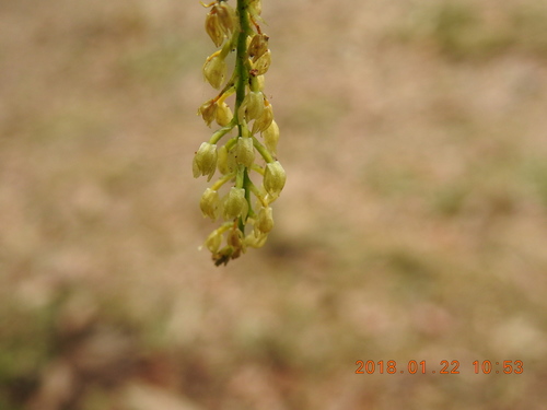 Image of Liparis elliptica by (c) fagushayata, some rights reserved (CC BY-SA)