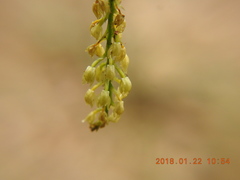 Liparis elliptica