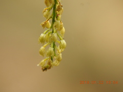 Liparis elliptica