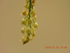 Liparis elliptica