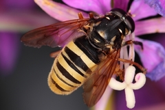 Temnostoma vespiforme