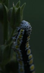 Sympistis perscripta