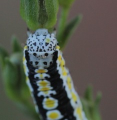 Sympistis perscripta