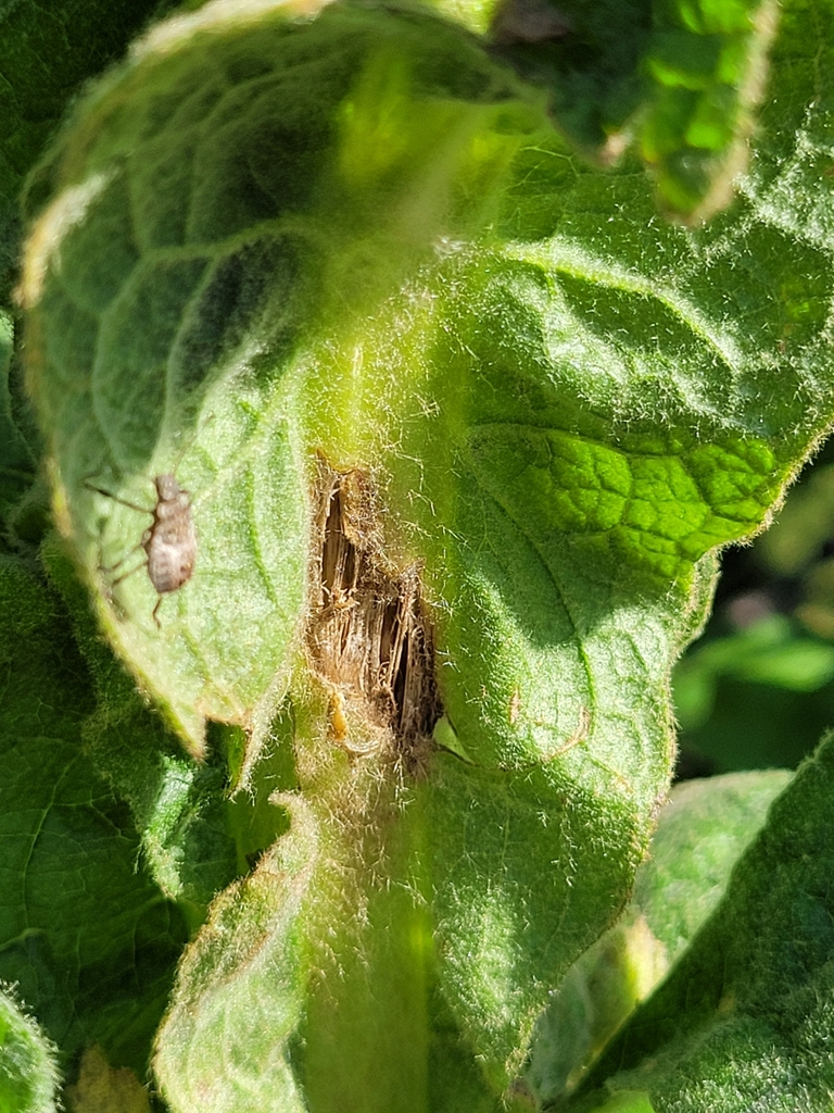 Winged and Once-winged Insects from Ottawa, ON K2C 1R9, Canada on ...