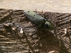 Rhinostomus barbirostris image