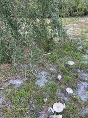 Amanita mutabilis image