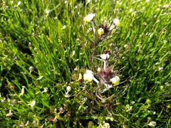 Triphysaria eriantha