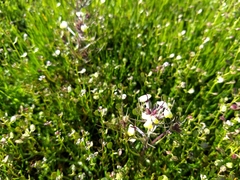 Triphysaria eriantha