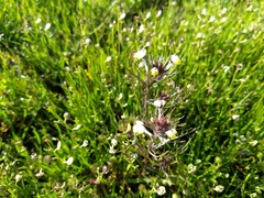 Triphysaria eriantha