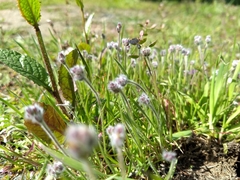 Plantago erecta