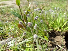 Plantago erecta