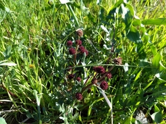 Sanicula bipinnatifida