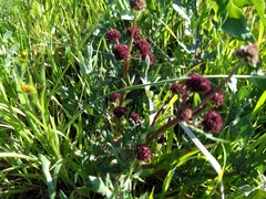 Sanicula bipinnatifida