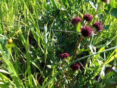 Sanicula bipinnatifida