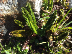 Polystichum andinum