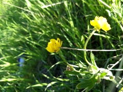 Ranunculus californicus