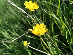 Ranunculus californicus