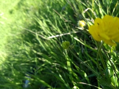 Ranunculus californicus