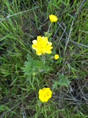 Ranunculus californicus