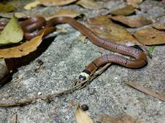 Sinomicrurus macclellandi macclellandi