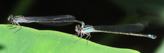 Enallagma cardenium