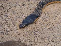 Hydrophis platurus