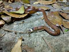 Sinomicrurus macclellandi macclellandi
