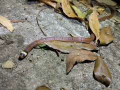 Sinomicrurus macclellandi macclellandi