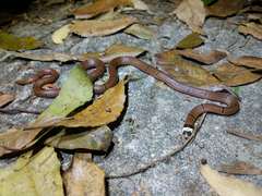 Sinomicrurus macclellandi macclellandi