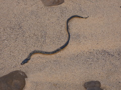 Hydrophis platurus