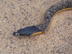 Hydrophis platurus