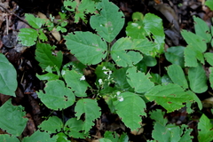 Hylodesmum pauciflorum