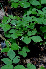 Hylodesmum pauciflorum