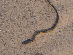 Hydrophis platurus