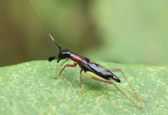 Cranistus colliurides