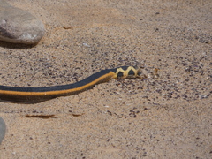 Hydrophis platurus