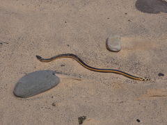 Hydrophis platurus