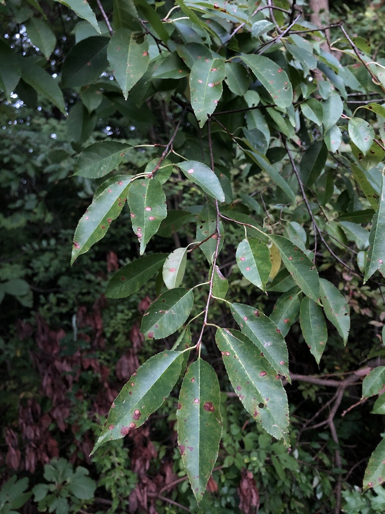 black cherry from Ford Heritage Park, Ypsilanti, MI, US on September 15