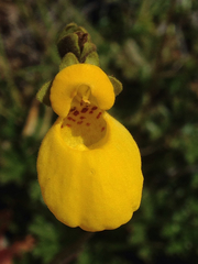 Calceolaria biflora
