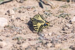Papilio machaon