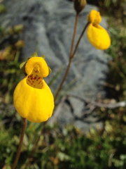 Calceolaria biflora