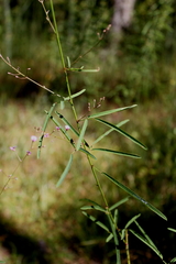 Desmodium strictum