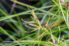 Carex longifructus
